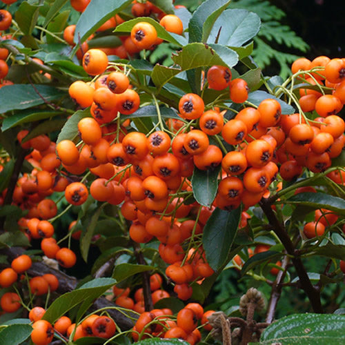 Pyracantha Orange Glow (9cm)