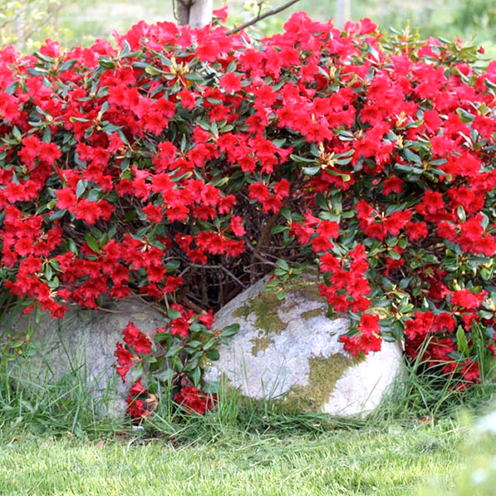 Rhododendron Baden Baden (9cm)