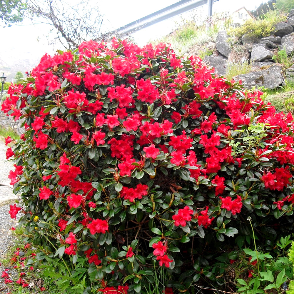 Rhododendron Baden Baden (9cm)