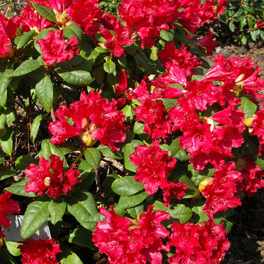 Rhododendron Baden Baden (9cm)