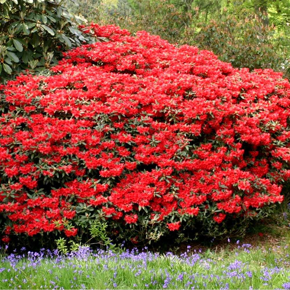 Rhododendron Baden Baden (9cm)