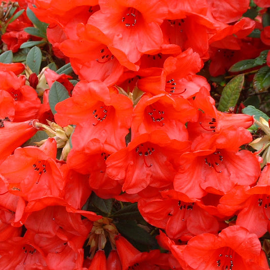 Rhododendron Elizabeth (9cm)