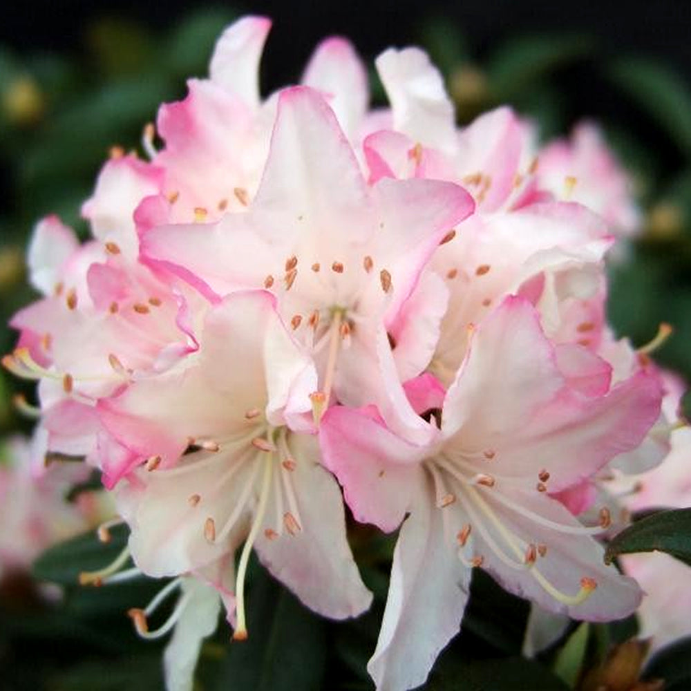 Rhododendron Ginny Gee (9cm)