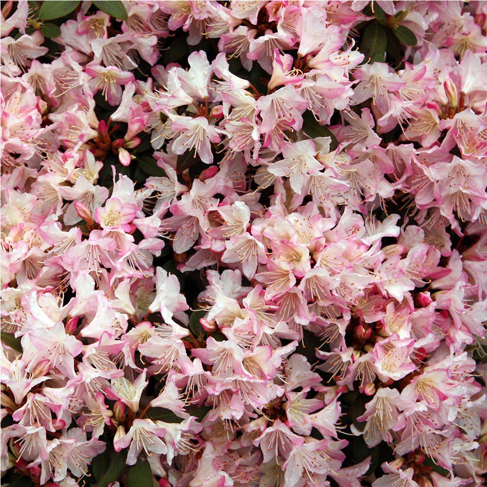 Rhododendron Ginny Gee (9cm)