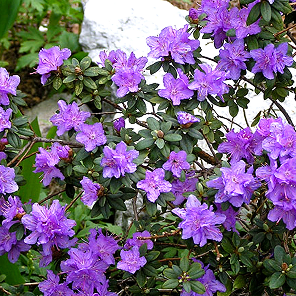 Rhododendron Ramapo (9cm)