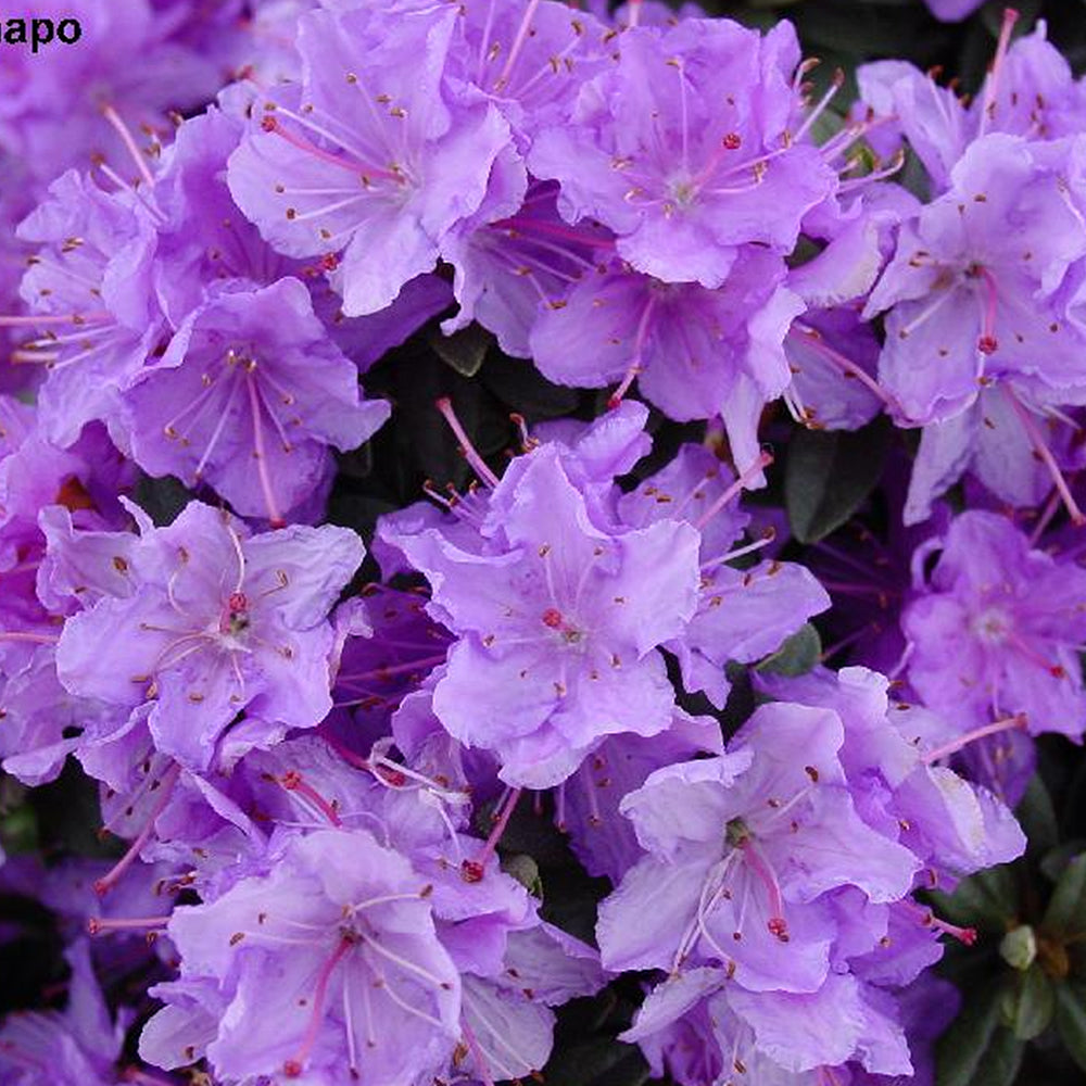 Rhododendron Ramapo (9cm)