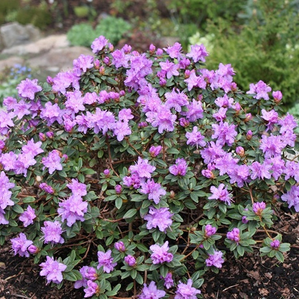 Rhododendron Ramapo (9cm)