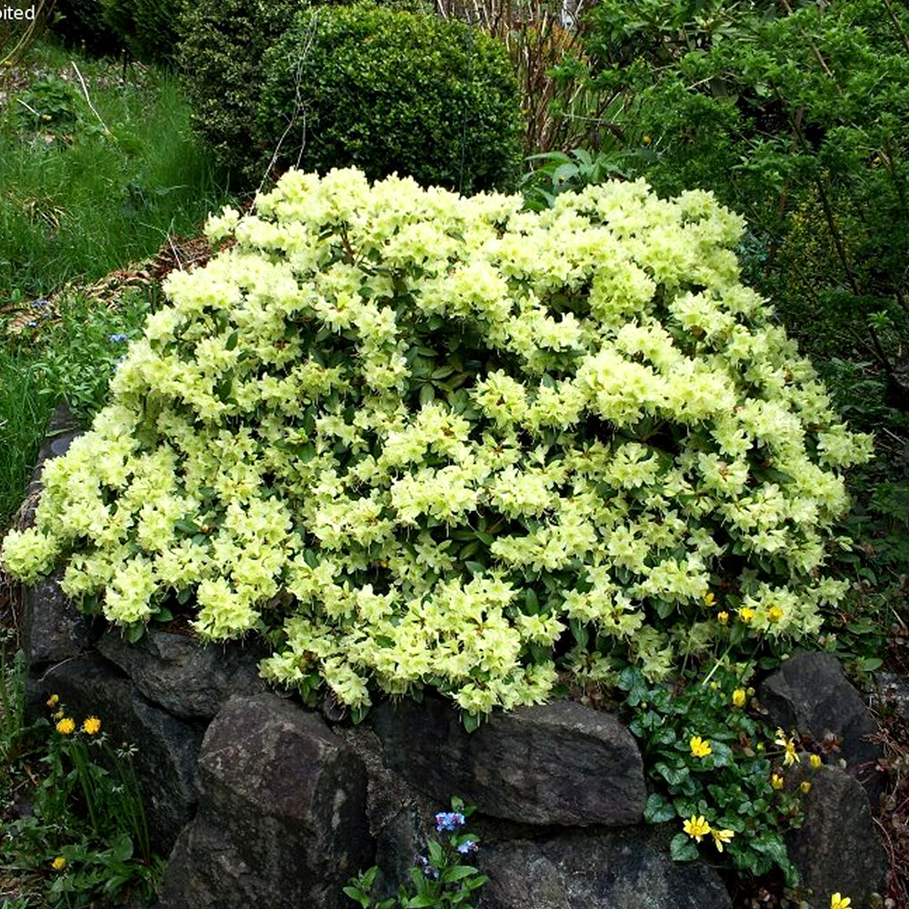 Rhododendron Shamrock (9cm)