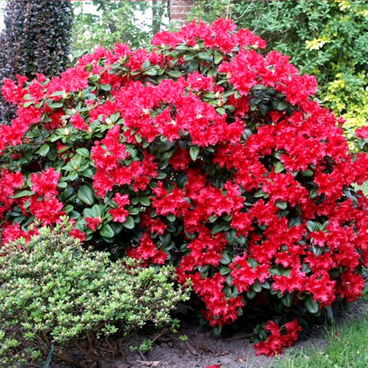 Rhododendron Scarlet Wonder (9cm)