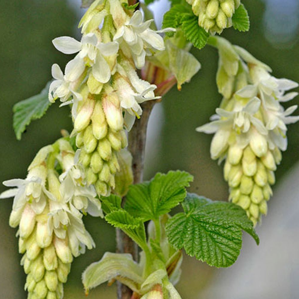 Ribes Elkingtons White (9cm)