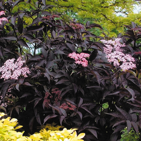 Sambucus Black Beauty (9cm)