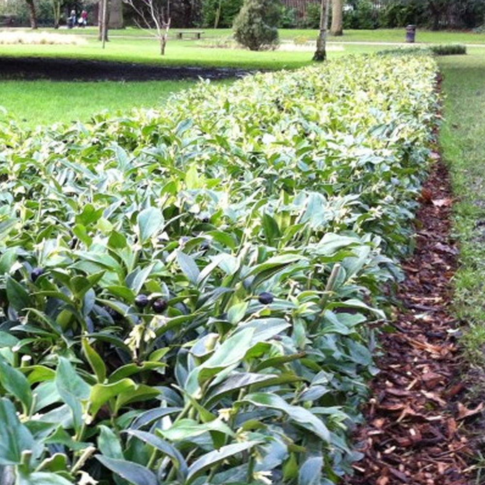 Sarcococca Confusa (9cm)