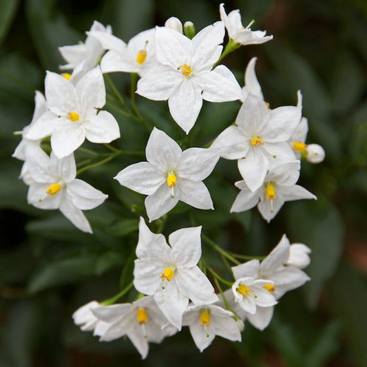 Solanum Album (9cm)