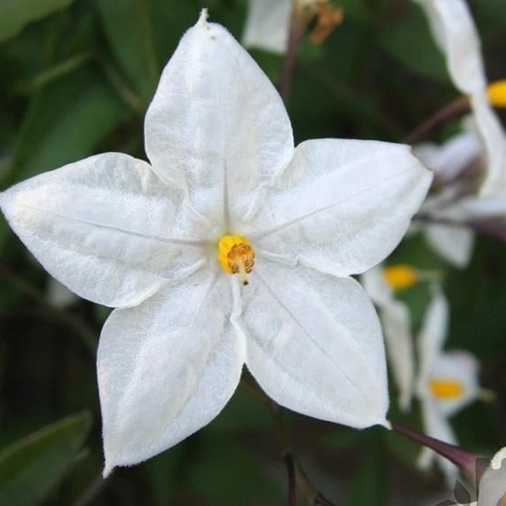 Solanum Album (9cm)