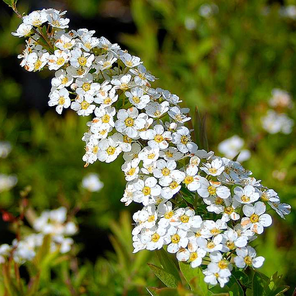 Spiraea Arguta (9cm, Pack of 3)