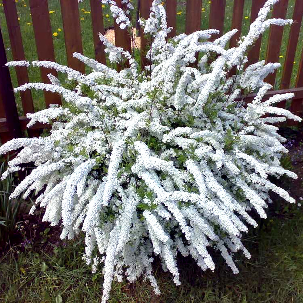 Spiraea Arguta (9cm, Pack of 3)