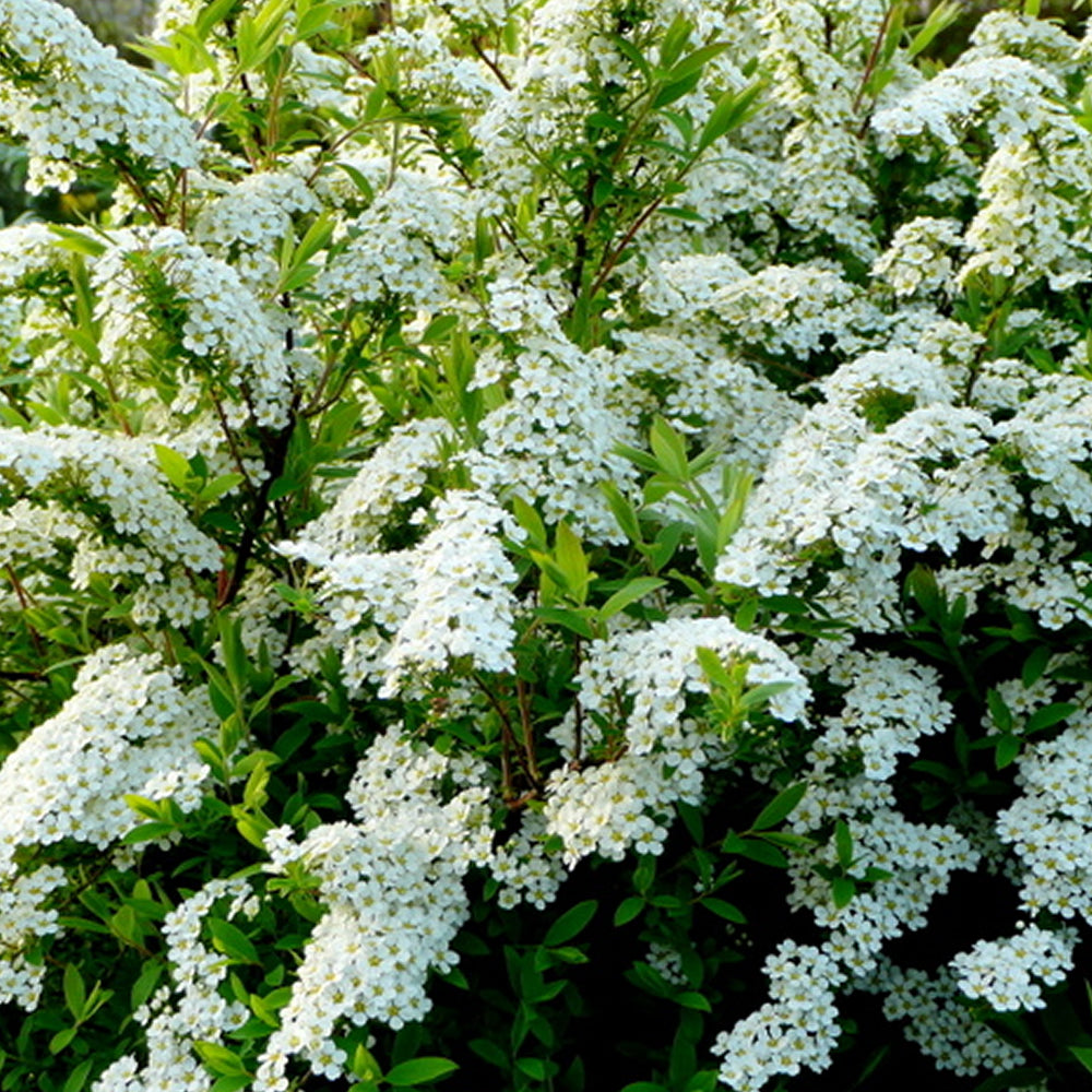 Spiraea Arguta (9cm, Pack of 3)