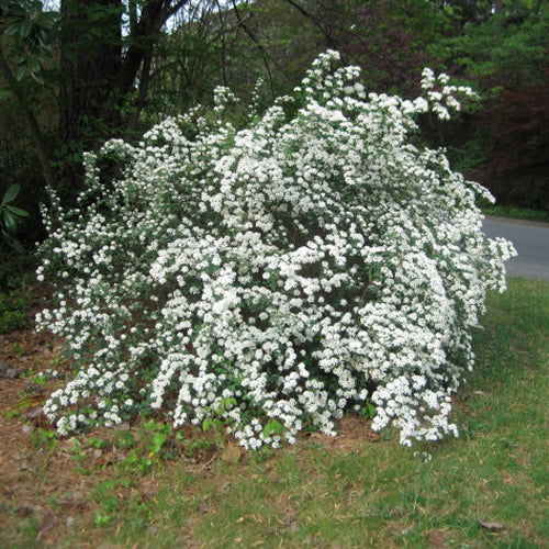 Spiraea Snowmound (9cm)