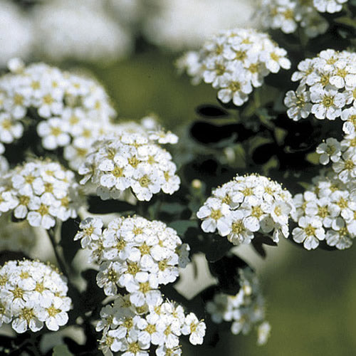 Spiraea Snowmound (9cm)