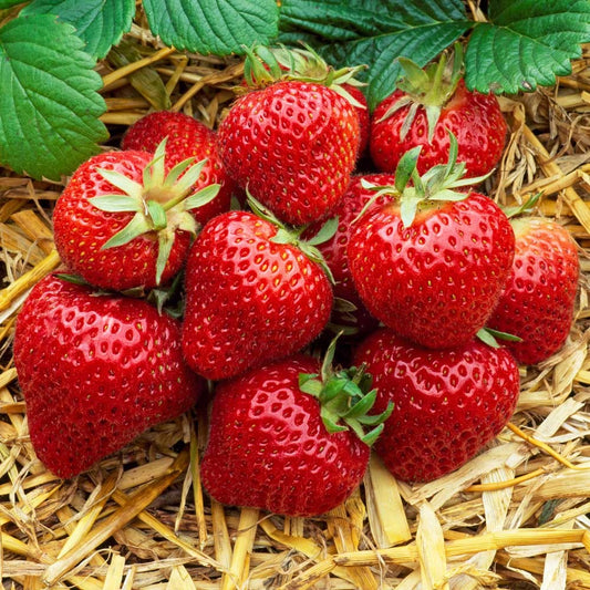 Strawberry Mix (9cm)