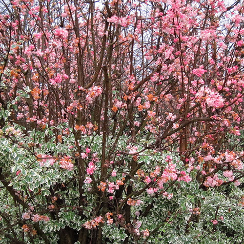 Viburnum Dawn (9cm)