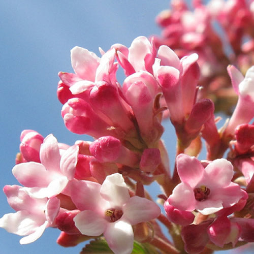 Viburnum Dawn (9cm)