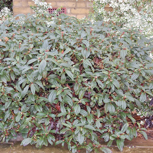 Viburnum Davidii (9cm)