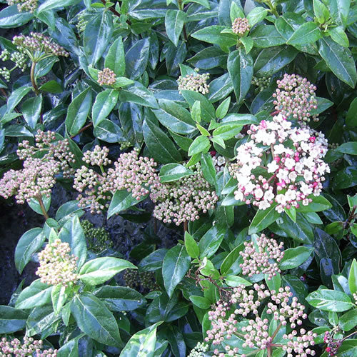 Viburnum Eve Price (9cm)