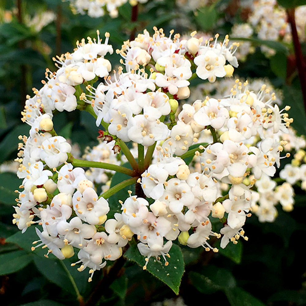 Viburnum French White (9cm)
