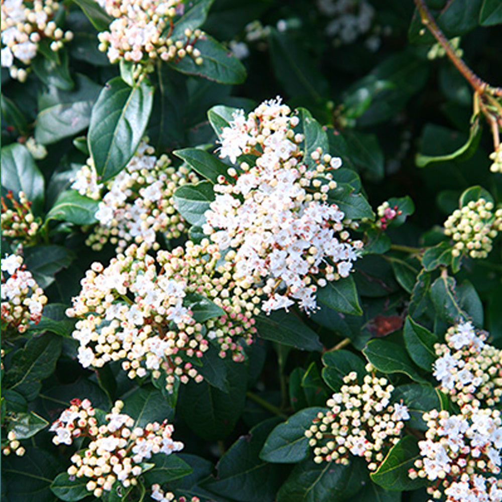 Viburnum French White (9cm)
