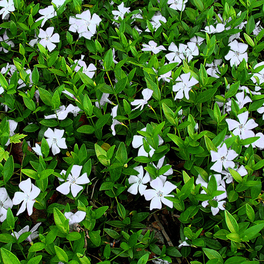 Vinca Alba (9cm)