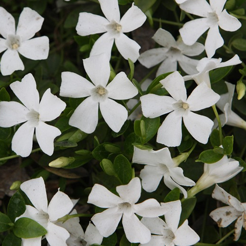 Vinca Alba (9cm)