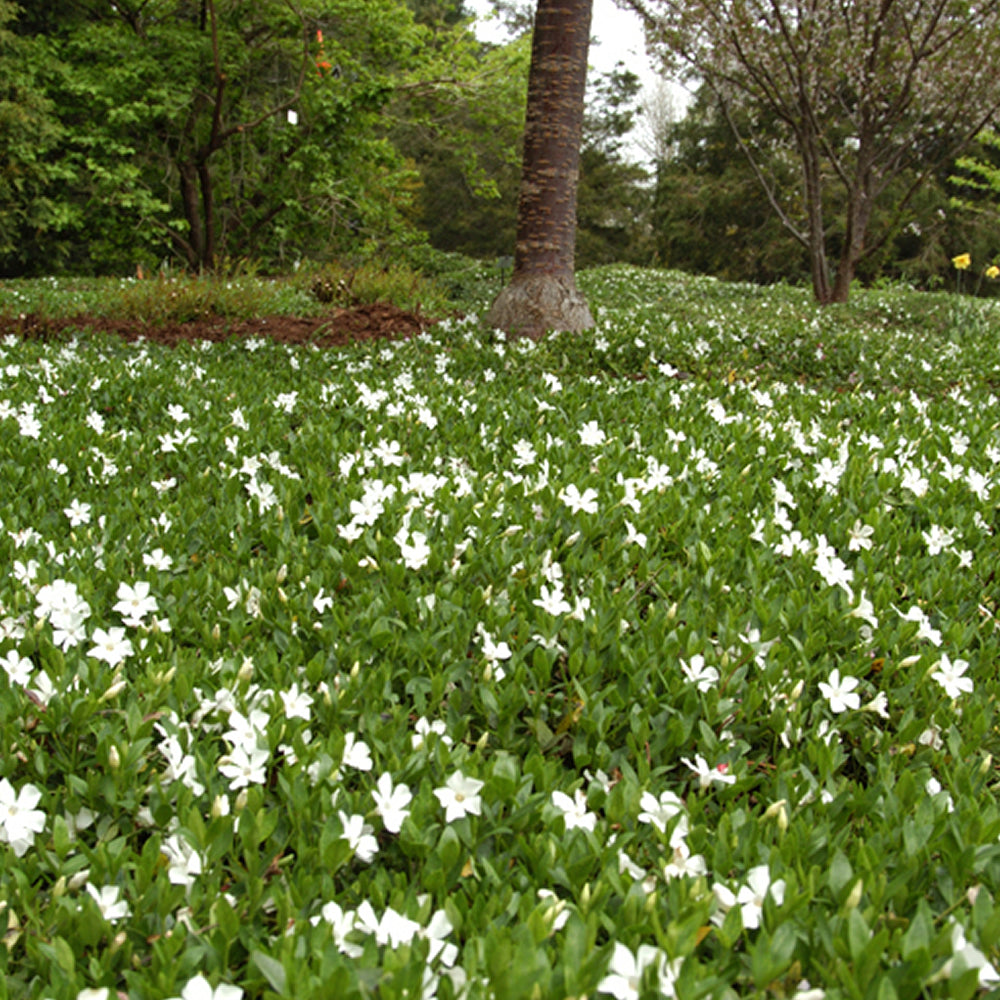 Vinca Alba (9cm)