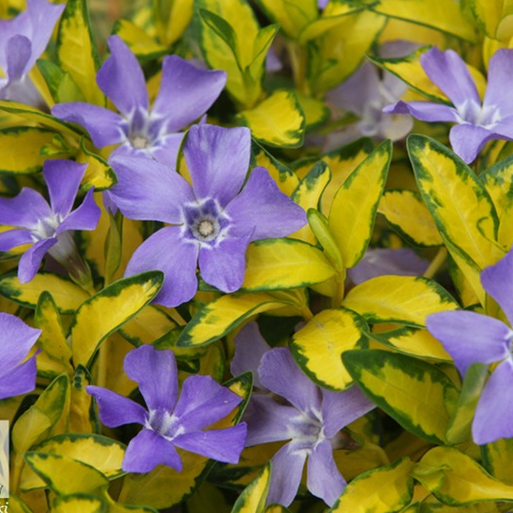 Vinca Illumination (9cm)