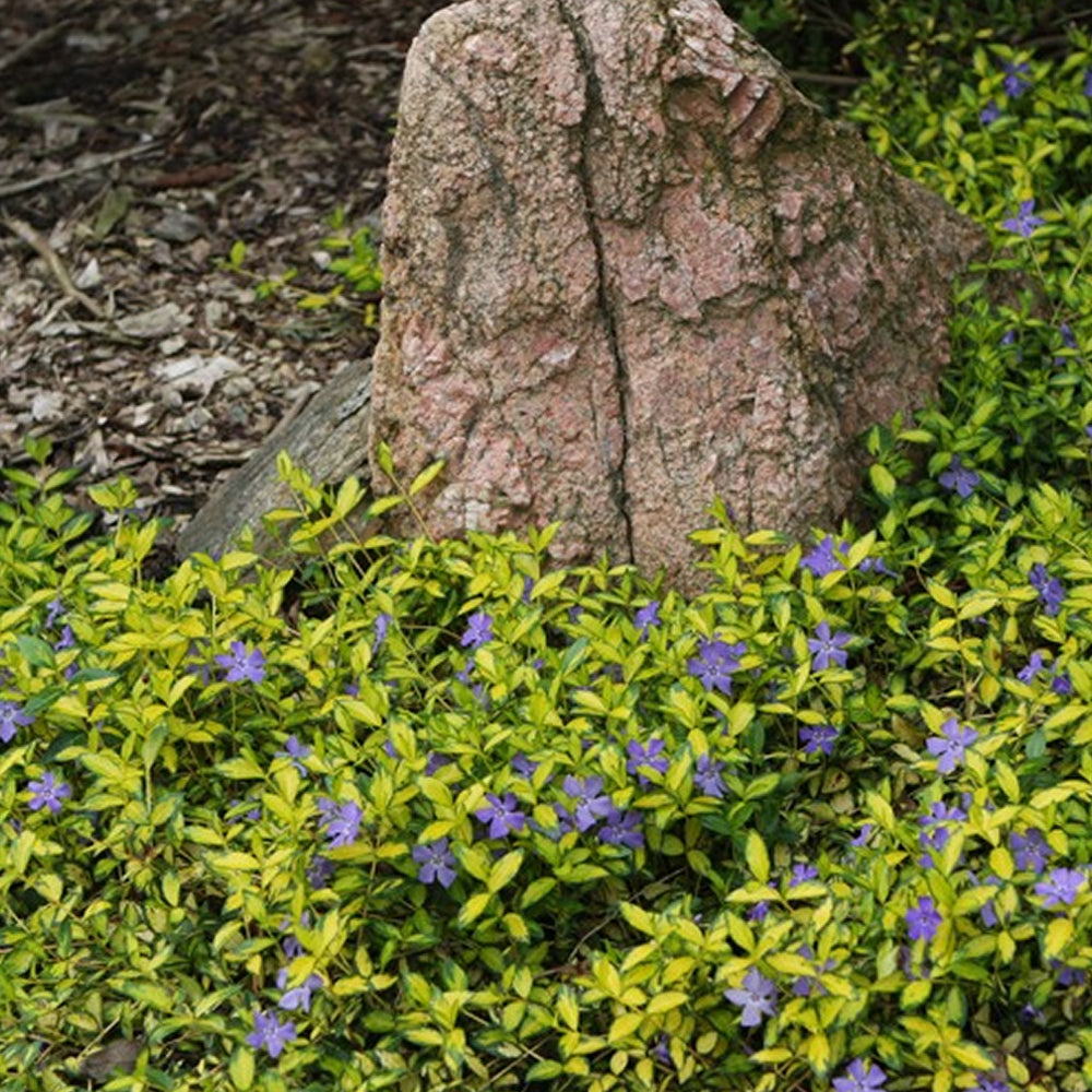 Vinca Illumination (9cm)