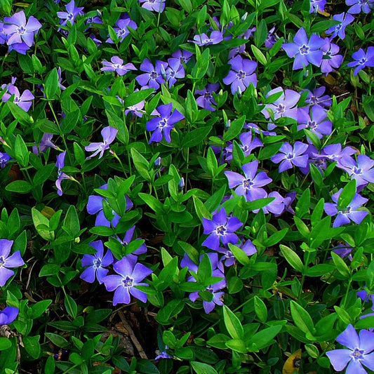 Vinca Minor (9cm)