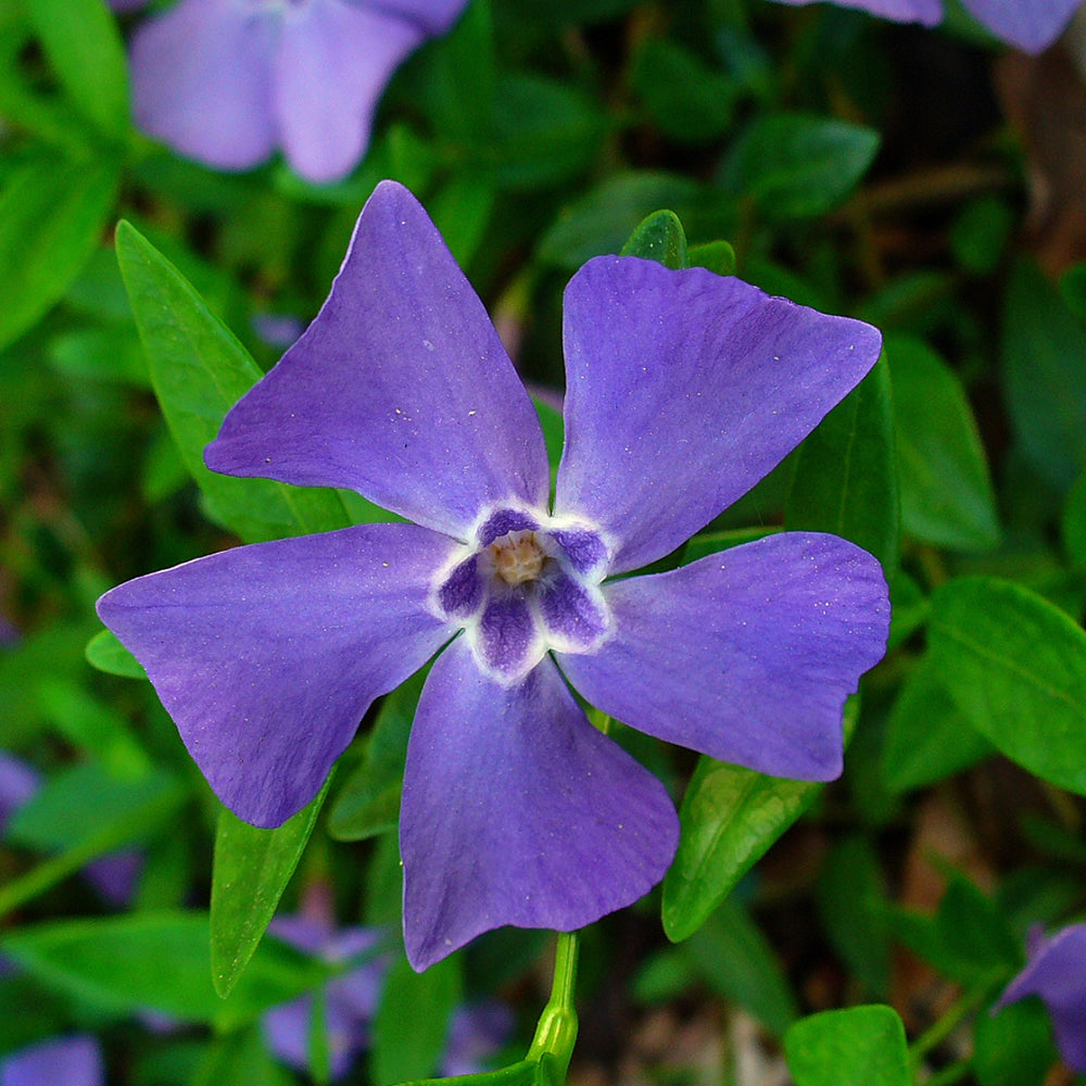 Vinca Minor (9cm)