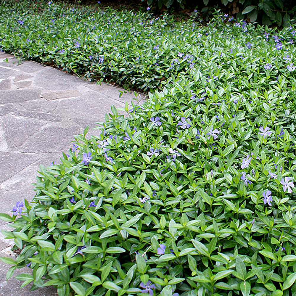 Vinca Minor (9cm)