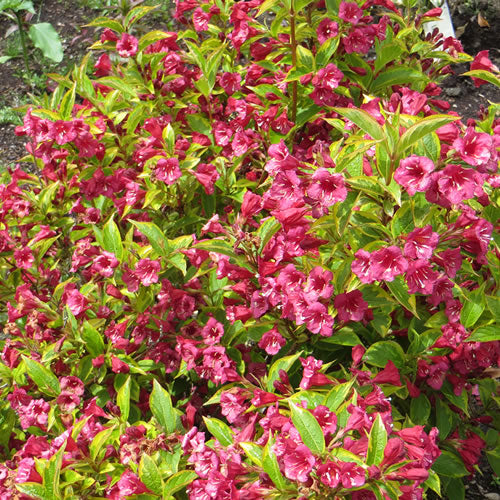 Weigela Brigela (9cm)