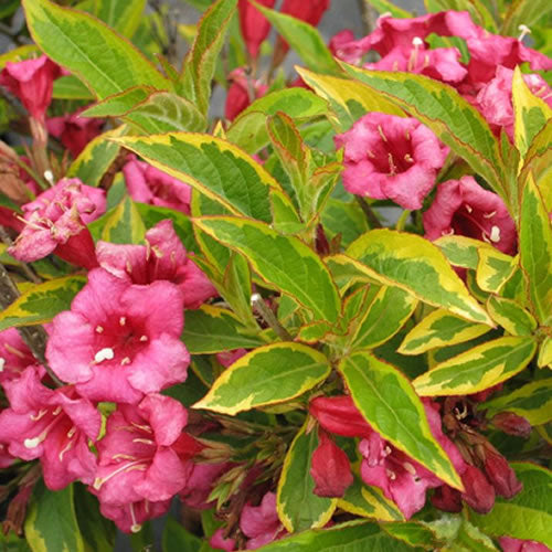 Weigela Brigela (9cm)