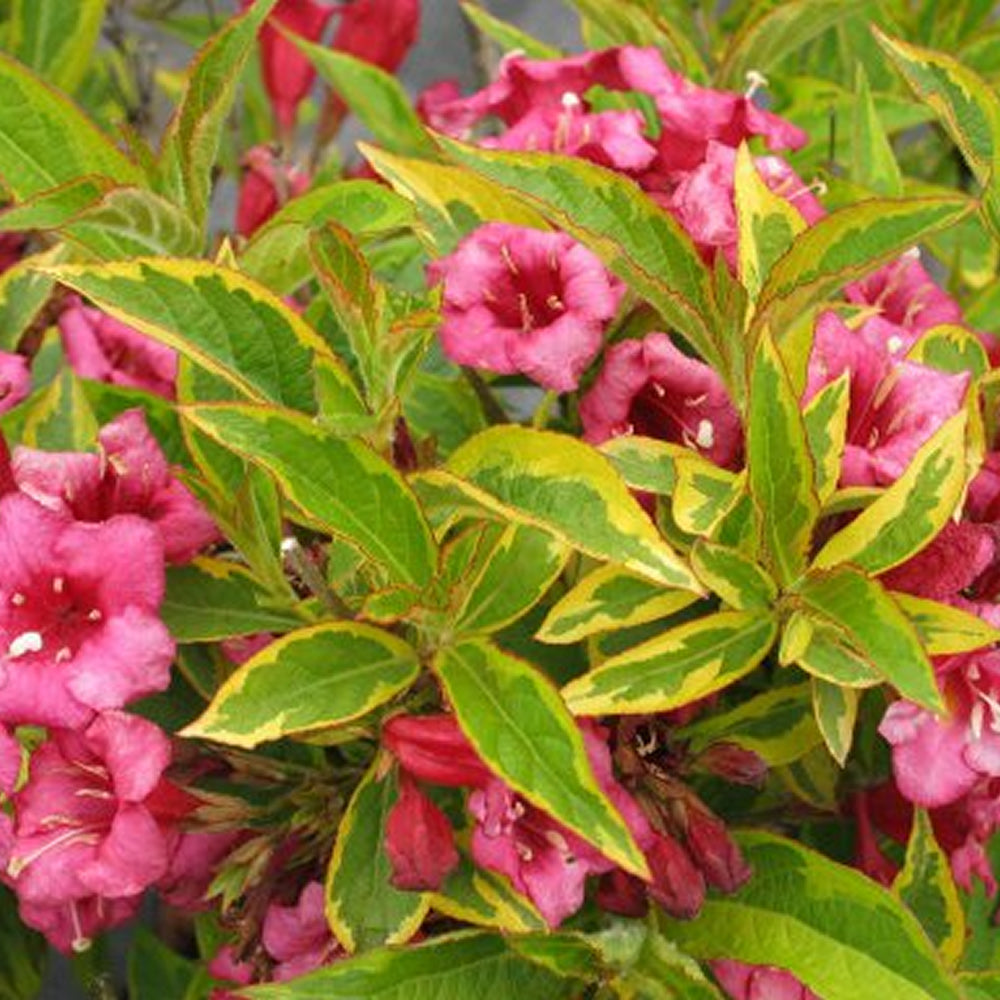 Weigela Moulin Rouge (9cm)