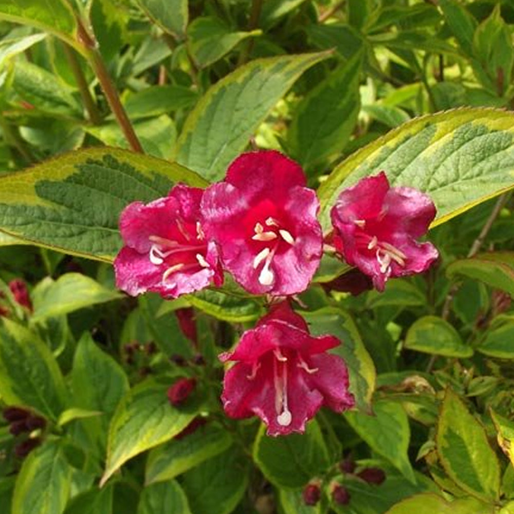 Weigela Moulin Rouge (9cm)