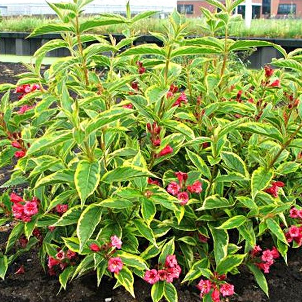 Weigela Moulin Rouge (9cm)