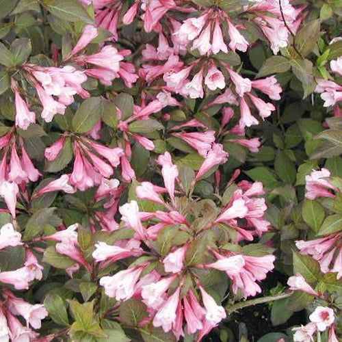 Weigela Purpurea (9cm)