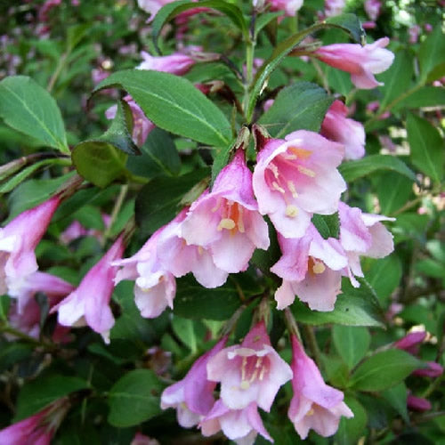 Weigela Purpurea (9cm)