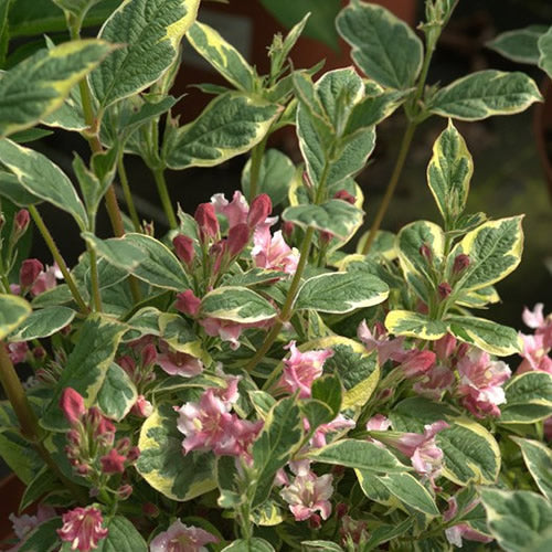 Weigela Kosteriana Variegata (9cm)