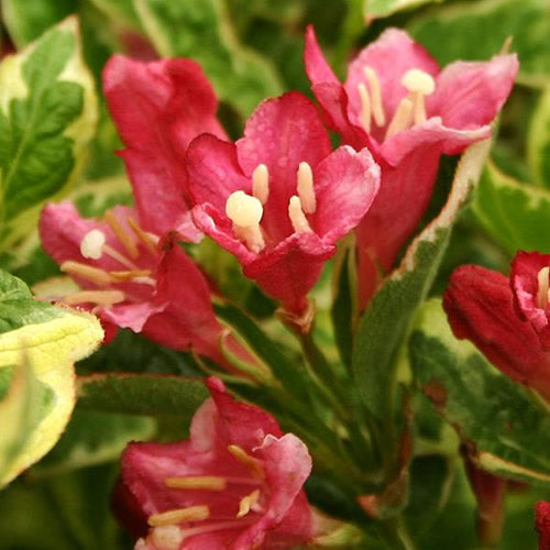 Weigela Kosteriana Variegata (9cm)