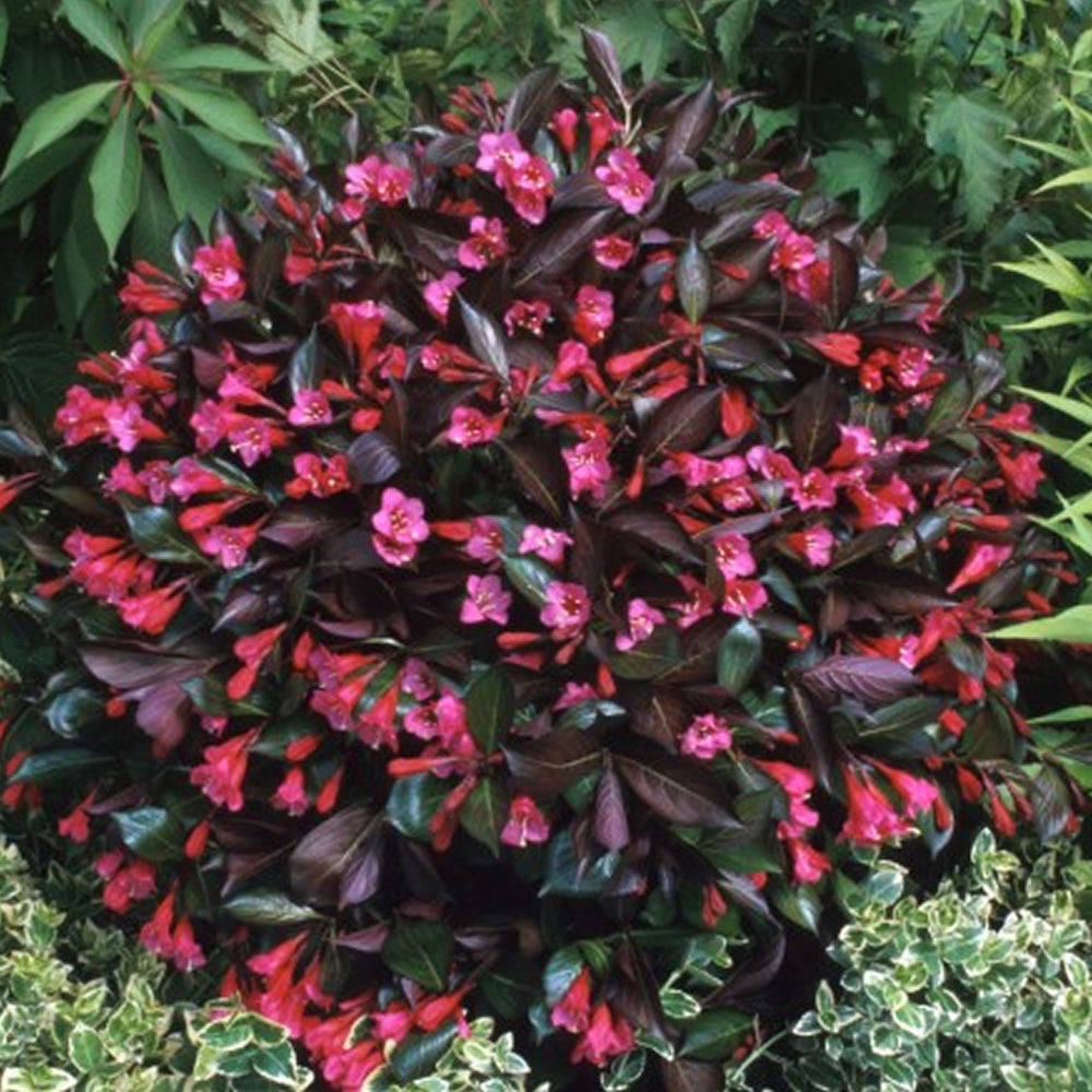 Weigela Wine & Roses (9cm)