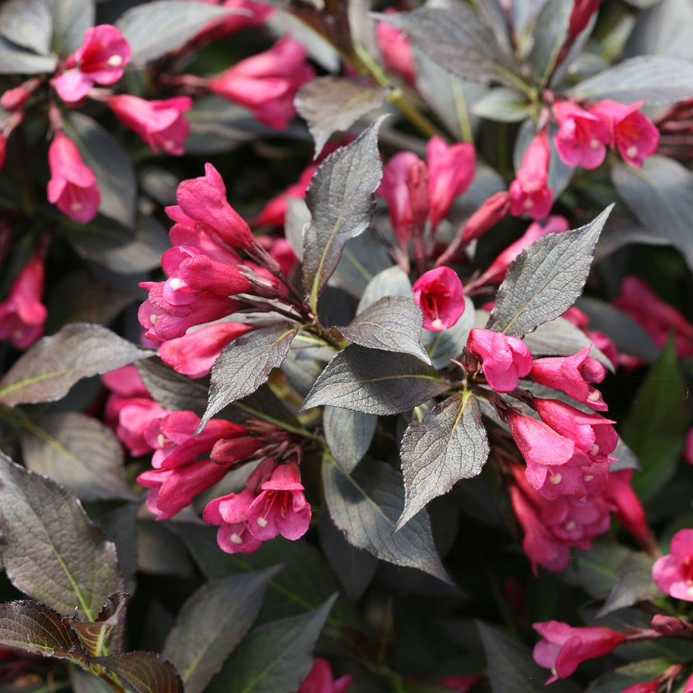 Weigela Wine & Roses (9cm)