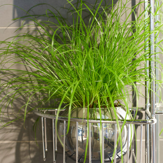 Cyperus alternifolius Zumula (12cm) V1